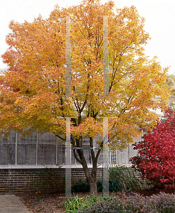 Picture of Acer palmatum 'Sango kaku'