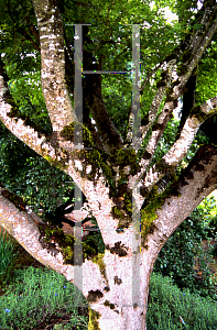 Picture of Acer palmatum 'Sango kaku'