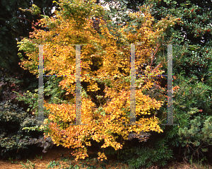 Picture of Acer palmatum 'Sango kaku'