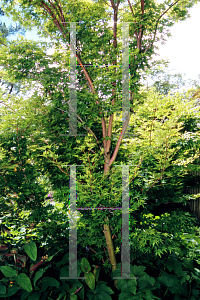 Picture of Acer palmatum 'Sango kaku'