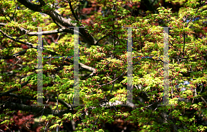 Picture of Acer palmatum 'Sanguineum'