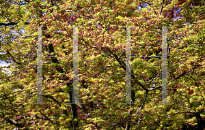 Picture of Acer palmatum 'Sanguineum'