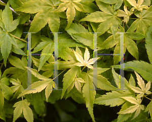 Picture of Acer palmatum 'Sanguineum'