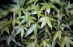 Picture of Acer palmatum 'Sanguineum'