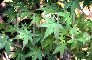 Picture of Acer palmatum 'Sanguineum'