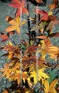 Picture of Acer palmatum (Amoenum Group) 'Saoshika'