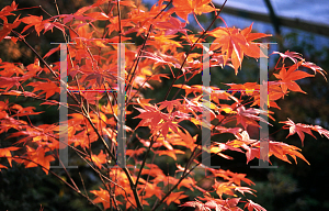 Picture of Acer palmatum (Amoenum Group) 'Saoshika'