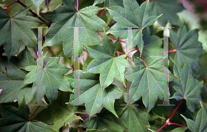 Picture of Acer palmatum (Amoenum Group) 'Saoshika'