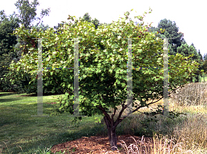 Picture of Acer palmatum (Amoenum Group) 'Saoshika'