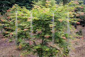 Picture of Acer palmatum (Amoenum Group) 'Saoshika'