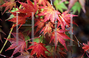 Picture of Acer palmatum (Matsumurae Group) 'Sazanami'