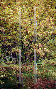 Picture of Acer palmatum (Matsumurae Group) 'Sazanami'