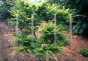 Picture of Acer palmatum (Matsumurae Group) 'Sazanami'