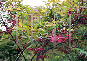 Picture of Acer palmatum(Linearilobum Group) 'Scolopendrifolium'