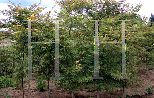 Picture of Acer palmatum(Linearilobum Group) 'Scolopendrifolium'