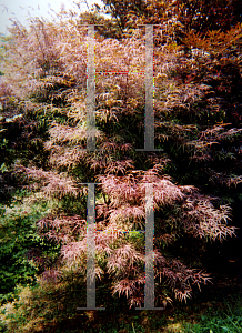 Picture of Acer palmatum(Linearilobum Group) 'Scolopendrifolium Rubrum'