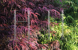 Picture of Acer palmatum(Linearilobum Group) 'Scolopendrifolium'