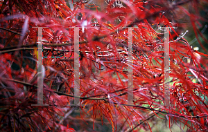 Picture of Acer palmatum(Linearilobum Group) 'Scolopendrifolium Rubrum'