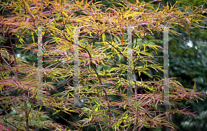 Picture of Acer palmatum(Linearilobum Group) 'Scolopendrifolium Rubrum'