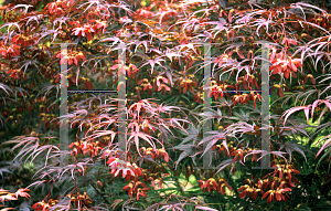 Picture of Acer palmatum(Linearilobum Group) 'Scolopendrifolium Rubrum'