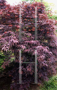 Picture of Acer palmatum(Linearilobum Group) 'Scolopendrifolium Rubrum'