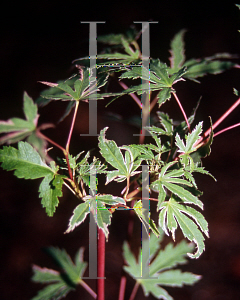 Picture of Acer palmatum (Matsumurae Group) 'Searle's Variegated'