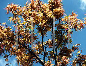 Picture of Acer palmatum 'Akaji nishiki (Bonfire)'