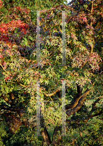 Picture of Acer palmatum 'Akaji nishiki (Bonfire)'