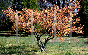 Picture of Acer palmatum 'Akaji nishiki' (Bonfire)
