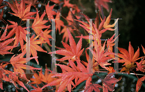 Picture of Acer palmatum 'Seigen Rubrum'