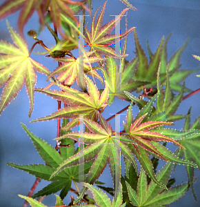 Picture of Acer palmatum 'Seigen Rubrum'