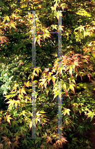 Picture of Acer palmatum 'Seigen Rubrum'