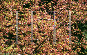 Picture of Acer palmatum (Dissectum Group) 'Seiryu'