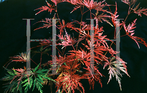 Picture of Acer palmatum (Dissectum Group) 'Seiryu'