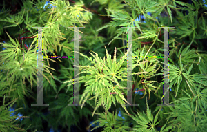 Picture of Acer palmatum (Dissectum Group) 'Seiryu'