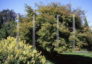 Picture of Acer palmatum (Dissectum Group) 'Seiryu'