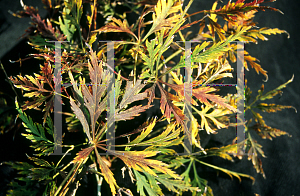 Picture of Acer palmatum (Dissectum Group) 'Sekimori'