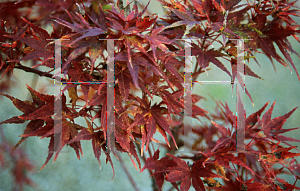 Picture of Acer palmatum 'Sekka yatsubusa'