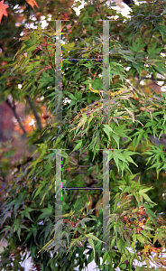 Picture of Acer palmatum 'Sekka yatsubusa'