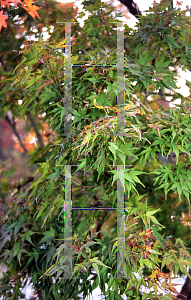 Picture of Acer palmatum 'Sekka yatsubusa'