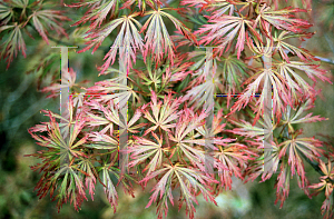 Picture of Acer palmatum (Dissectum Group) 'Sensai'