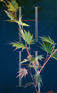 Picture of Acer shirasawanum 'Sensu'