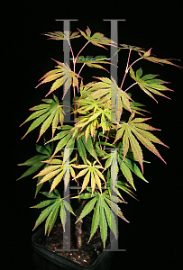 Picture of Acer shirasawanum 'Sensu'