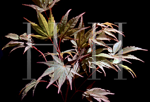 Picture of Acer shirasawanum 'Sensu'