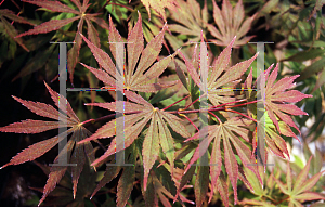 Picture of Acer shirasawanum 'Sensu'