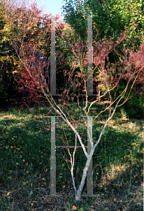 Picture of Acer palmatum (Dissectum Group) 'Seiryu'