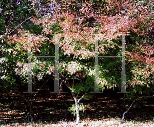 Picture of Acer palmatum (Dissectum Group) 'Seiryu'