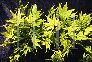 Picture of Acer palmatum 'Shidava Gold'