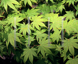 Picture of Acer palmatum (Amoenum Group) 'Shadow Selection'