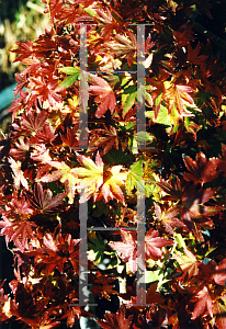 Picture of Acer palmatum 'Shaina'